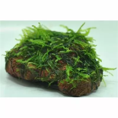 *BUY 2 GET 1 FREE* Christmas Moss On Lava Rock Live Aquarium Plant Java Moss ✅ • $10.99