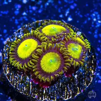 King Midas Zoanthids WYSIWYG Live Coral - 140 • $4.99