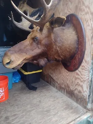 Antique  Moose Wall Hanger On A Mahagony  Colored Plaque Very Nice Rustic Piece • $1599.99