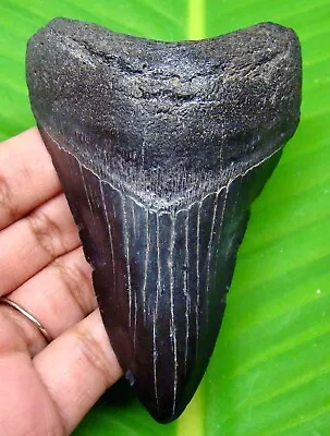 Megalodon Shark Tooth - 3.60 - Shark Teeth Fossil - No Repair - Megladone • $95