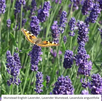 LAVENDER MUNSTEAD Perennial Container Garden Medicinal Dried Non-GMO 100 Seeds! • $3.98