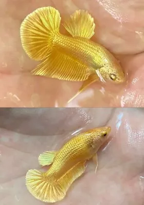 Couple Betta Super Gold Hmpk - Hight Quality -USA SELLER • $80