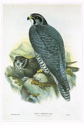 Gyrfalcon Norwegian Falcon Bird Print Old Picture Joseph Wolf Vintage CNHPBOP#77 • £3.99