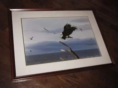 Thomas Mangelsen  Along The Coast Bald Eagle  Photograph 20x30 90/950 Signed • $499.99