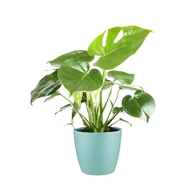 Monstera Cheese Plant Around 40-50cm In Height - Includes Mint Indoor Pot • £24.99