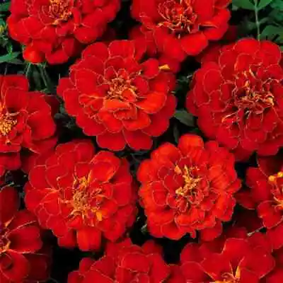 Marigold 'Double Brocade Red' 6 X Plug Plants - Red Flowers • £6.99