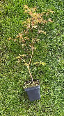 Acer Palmatum Dissectum Seiryu Graft  • £15.99