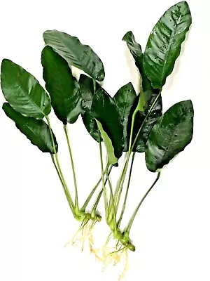 £11.85 • Buy 2x Anubias Barteri Large (20-30cm) Live Aquarium Aquatic Plants Fish Tank
