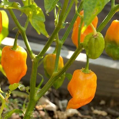 20 Orange Habanero Seeds - Free Ship - Spicy/hot Pepper  USA !! • $3.50