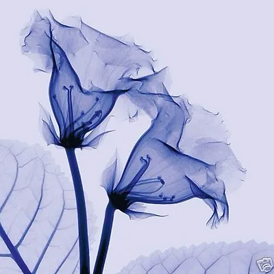 £205.67 • Buy GLOXINIA (24x24) And DATURA (24x24) SET By STEVEN MEYERS XRAY 2PC CANVAS