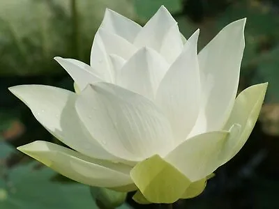 Snow Whitel Lotus/Water Lily Flower/Bonsai Lotus/Ponds / Bow/5 Fresh Seeds • £3.95