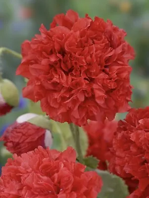 £1.29 • Buy 250 Seeds POPPY PAPAVER Paeoniflorum Scarlet RED Peony Annual Flower UK SELLER