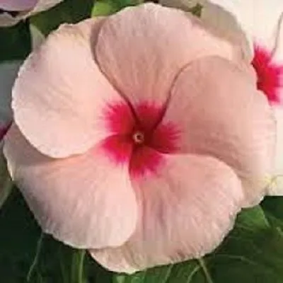 40+ Peach Colored Vinca Periwinkle / Fragrant / Long Lasting Annual Flower Seeds • $4.49