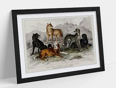 £37.99 • Buy Oliver Goldsmith, Collection Of Dogs -framed Wall Art Poster Paper Print 4 Sizes