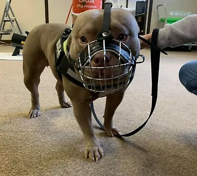 £22 • Buy Strong Metal Wire Basket Dog Muzzle  For American Bully 