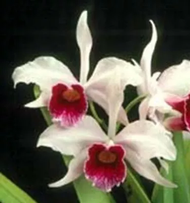 Orchid Plant 414. Cattleya (Laelia} Purpurata  Nice Blooming Size Plant In 125mm • $35