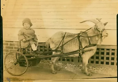 C1915 Child Riding Goat Pulled 2 Wheeled Cart Harness Horns Sulky Girl Winter • $15.50