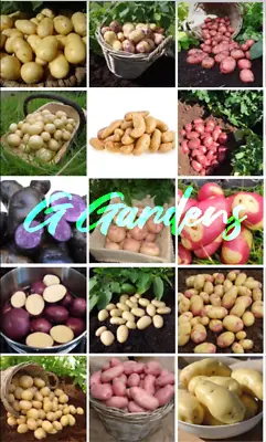Seed Potato First Early Second Early Main Crop-Many Varieties 1Kg Seed Potatoes • £9.95