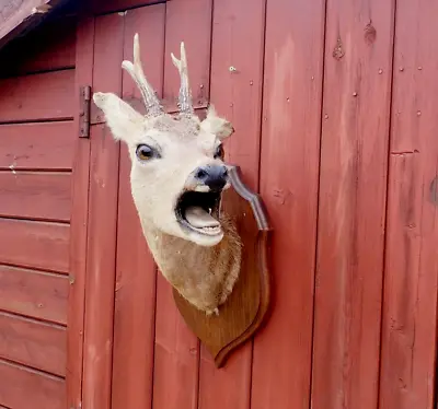 £220 • Buy Taxidermy Roe Deer Head Screaming Open Mouth Long Neck Rare Antler Mount Trophy