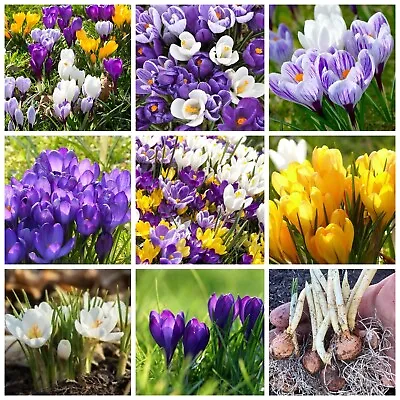 CROCUS BULBS 30 Mixed (IN THE GREEN) Early Spring Flowering Bulbs Garden Plants • £150