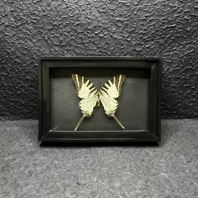 Real Butterfly Specimen Shadow Display Box Home Decor Birthda (Pathysa Antiphat) • $13.70