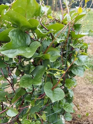 Malabar Spinach Red Stem Organically Grown Qty 100 Seeds DEER RESISTANT! • $1.99