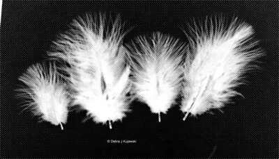 Marabou Feathers Small 1-3  Fluffs WHITE 7 Grams Approx. 105 Per Bag • $2.65