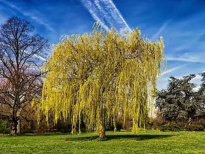 Salix Chrysocoma Weeping Willow Tree 3-4ft Supplied In A 3 Litre Pot • £22.99