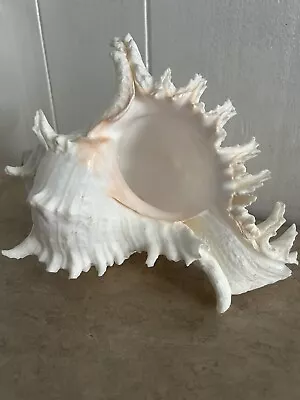 Murex Ramosus Large Spiked Sea Shell Conch With Pink Hues • $23