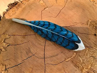 Wooden Carved And Painted Blue Jay Feather Pin By Robert Lis Master Carver • $35
