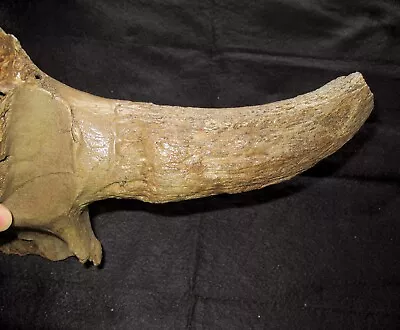 Pleistocene Steppe Bison Ice Age Mammal Fossil Display Quality Horn Excellent #4 • £80