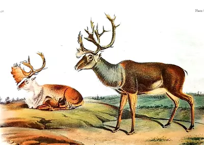 John Audubon Wildlife AMERICAN REIN DEER Vintage Book Plate Print 195 • $13.49