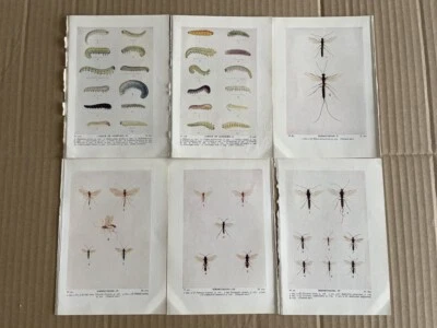 £3 • Buy 6 Antique Insect Prints By Edward Step C1932. Book Plates. Bee's, Wasp's. Ant's.