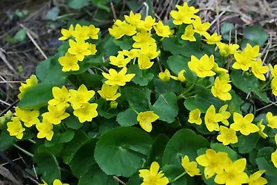 Marsh Marigold Caltha Paustris LIVE Plant Aquatic Pond Marginal Bog • £6.50