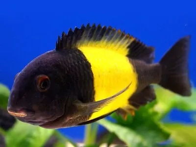 Tropheus Kaiser Ikola Tanganyika Cichlid Tropheus Kaisa Ikola 4cm • £20