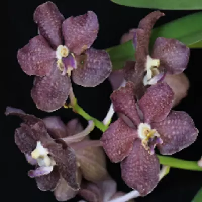 Vanda Hybrid ( Flask - 40 Plants Minimum) - V.(Mini Plamer X Denisoniana) • $78