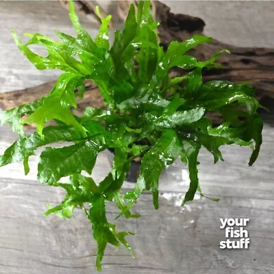 Java Fern 'Thor's Hammer' Pot Microsorum Pteropus Potted Live Aquarium Plants • $11.25