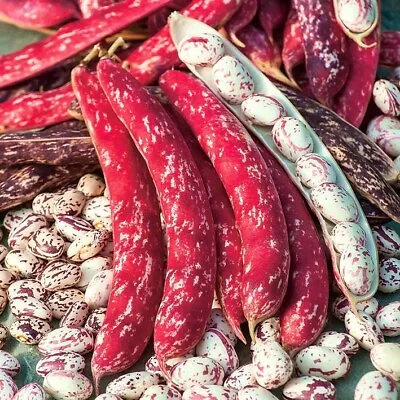 £1.89 • Buy 15 Red Borlotti Bean Seeds - Climber Up To 7 Feet Tall, Sow Up To August