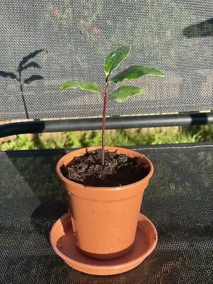 £5.50 • Buy Laurus Nobilis - Cooking Bay Leaf Tree Young  Plant-Evergreen - Well Rooted