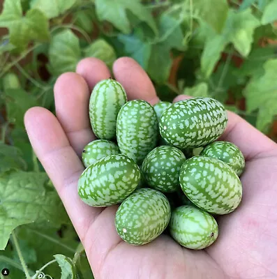 Mexican Sour Gherkin Cucumber Seeds - Melothria Scabra -  Mouse Melon • $19.99