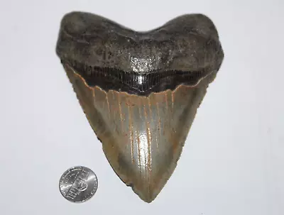 MEGALODON Shark Tooth Fossil No Repair Natural 5.18  HUGE COMMERCIAL GRADE • $350