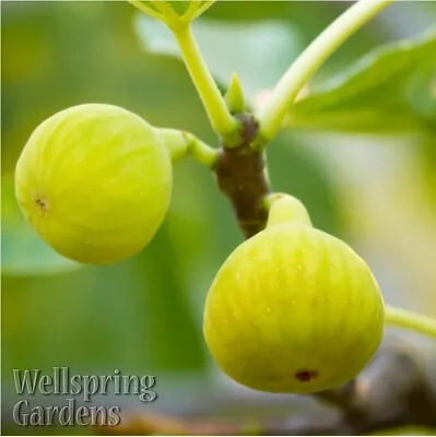 Yellow Long Neck Fig - Ficus Carica - Live Plant • $19.99