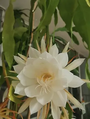 Rooted Queen Of The Night EPIPHYLLUM OXYPETALUM CACTUS ORCHID 6 -12  • $9.99