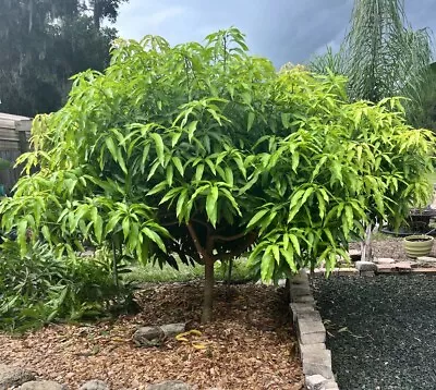 3 Mango Scion Grafting Cuttings Bud Wood For Grafting Orange Sherbet • $15