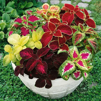 50 UK Coleus Rainbow Seed Mix Dwarf Coloured Flowers To Plant & Grow Bush Plants • £3.49