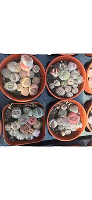 $25 • Buy 20 Pc. 2year Old  Lithop Live Plants .Each Plant About  (0.4-0.6 Inches)