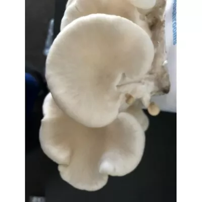 Aussie Mushrooms Spawn Bag 1.7kg - Summer QLD White Oyster Pleurotus Ostreatus  • $44.95