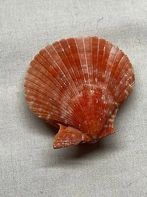 Beautiful Red/salmon/ Pink Color Scallop Sea Shell  Nice! • $18.99