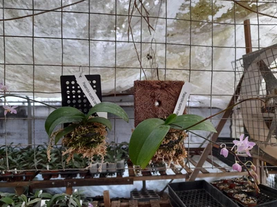 $65 • Buy FPOrchids Species Phal. Equestris Coerulea Species - Mounted
