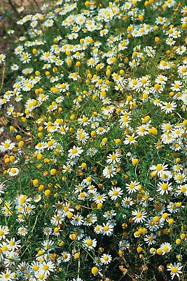 Chamomile Dill Sweet Cicely Seeds Permaculture Self Sufficiency • £2